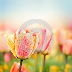 Primavera tulipano fiori 