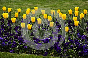 Spring tulip flowers