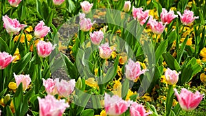 Spring tulip flowers