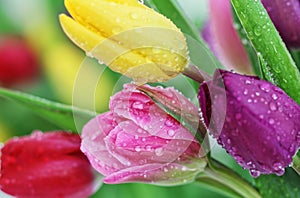 Jar tulipán kvety 