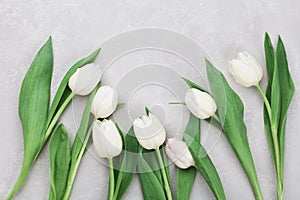 Spring tulip flowers on gray stone table top view in flat lay style. Greeting for Womens or Mothers Day.