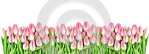 Spring tulip flowers isolated white background Floral banner