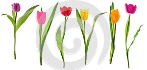 Spring tulip flowers in a row isolated on white
