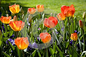 Spring tulip garden