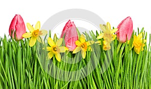 spring tulip and narcissus flowers in green grass with water drops