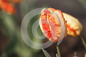 Spring tulip with water droplets