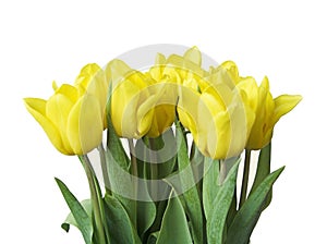 Spring Tulips