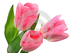 Primavera tulipani 