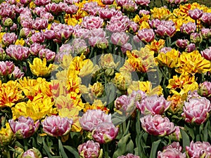 Spring tulips.