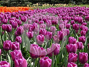 Spring tulips.