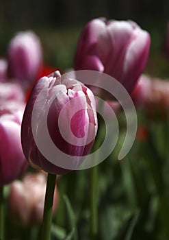 Spring Tulips