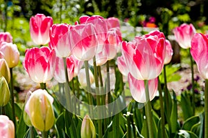 Spring tulips photo