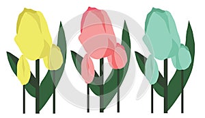 Spring Tulips