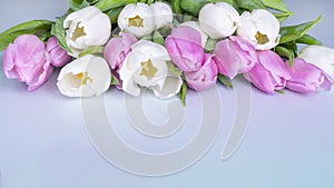 Spring tulips background