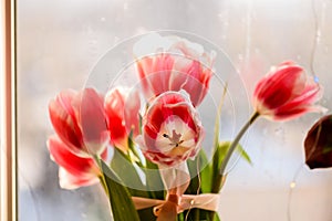 Spring tulips on the background of the window. Spring flowers. Macro photography