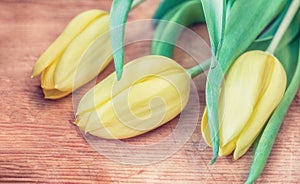 Spring tulips in bloom with copy space