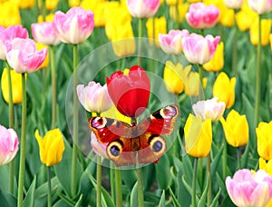 Spring tulips and butterfly