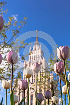 Spring tulips in the city