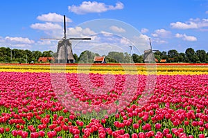 Spring tulips and Dutch windmills