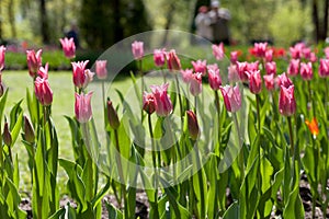 Spring tulips - Elagin Island, St. Petersburg, Russia