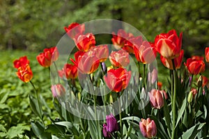 Spring tulips - Elagin Island, St. Petersburg, Russia