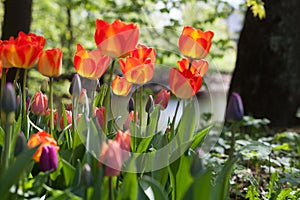 Spring tulips - Elagin Island, St. Petersburg, Russia