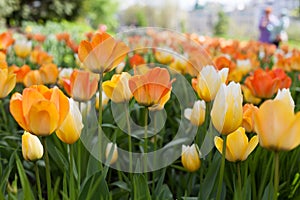 Spring tulips - Elagin Island, St. Petersburg, Russia