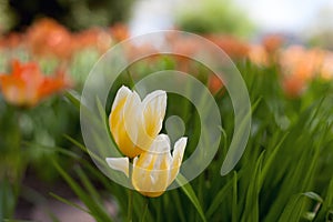 Spring tulips - Elagin Island, St. Petersburg, Russia