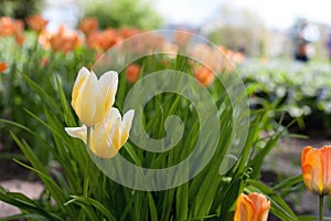 Spring tulips - Elagin Island, St. Petersburg, Russia