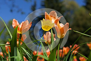 Spring tulips - Elagin Island, St. Petersburg, Russia