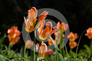 Spring tulips - Elagin Island, St. Petersburg, Russia