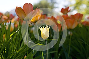 Spring tulips - Elagin Island, St. Petersburg, Russia