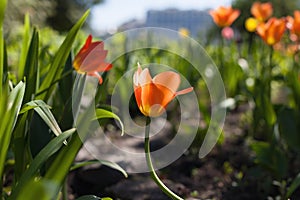 Spring tulips - Elagin Island, St. Petersburg, Russia