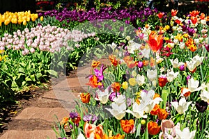 Spring Tulips Flowerbeds