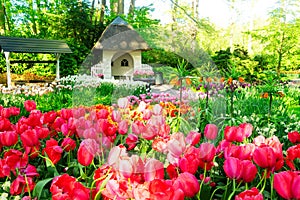 Spring Tulips Flowerbeds