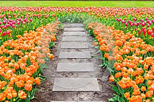 Spring Tulips Flowerbeds