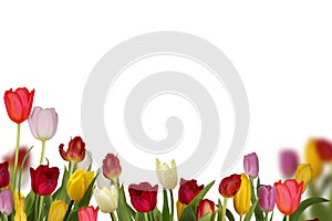 tulips flowers  isolated on white background photo