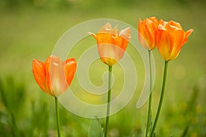 Orange spring tulips detail with blurred background