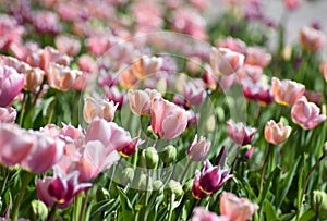 Spring tulips flowers at sunny day