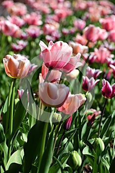 Spring tulips flowers at sunny day