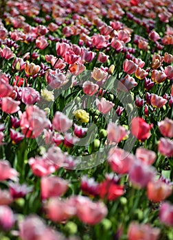 Spring tulips flowers at sunny day