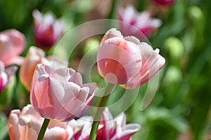 Spring tulips flowers at sunny day