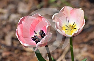 Spring tulips flowers at sunny day