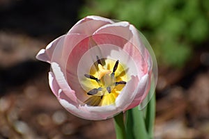 Spring tulips flowers at sunny day