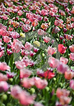 Spring tulips flowers at sunny day