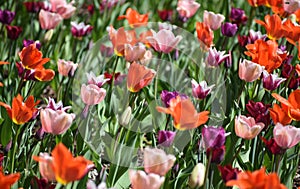 Spring tulips flowers at sunny day