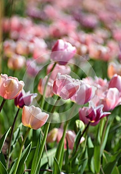 Spring tulips flowers at sunny day