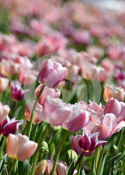 Spring tulips flowers at sunny day