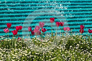 Spring tulips in front of a fountain