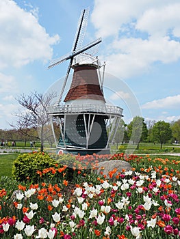 Spring tulips in front of miniature windmill Holland Michigan